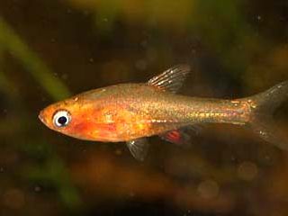 RASBORA AXELRODI ROJA