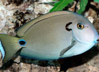 ACANTHURUS TENNENTI