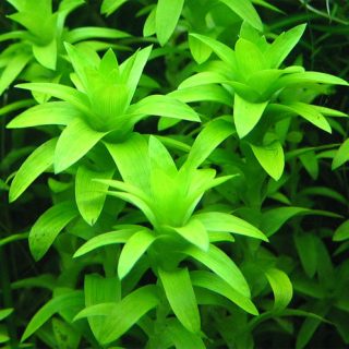 TONINA FLUVIATILIS. POT