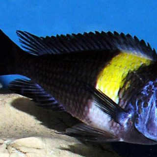 TROPHEUS MOORI DUBOISI MASWA