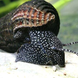 TYLOMELANIA PATRIARCHALIS