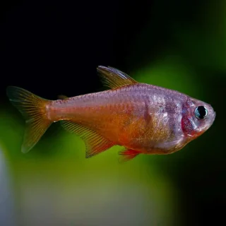 Tetra Flameus Diamante | Hyphessobrycon flammeus
