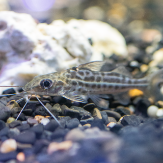 Tiburon cuatro lineas