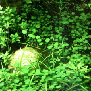 HYDROCOTYLE VERTICILLATA POT