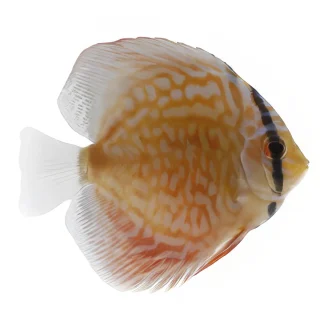 Pez Disco Vietnam Heckel Premium