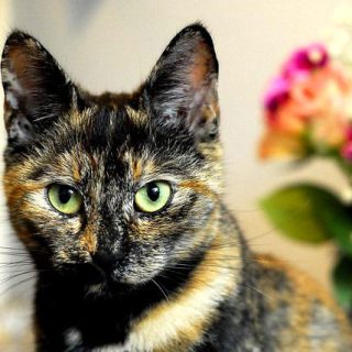 Masterclass Presentación y conflicto entre gatos.