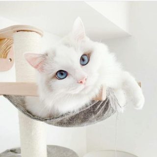 Masterclass Gato feliz