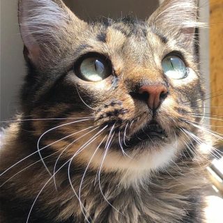 Masterclass terapias para reducir el estrés en gatos