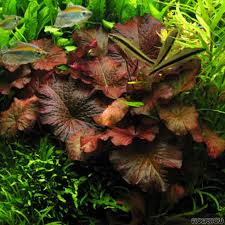 NYMPHAEA LOTUS RED ZENKERI MACETA