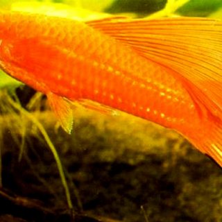 XIPHO PAPAGAI SIMPSON