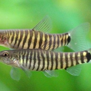 YUNNANILUS CRUCIATUS