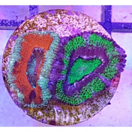 ACANSTREA LORWENSIS ESQUEJE