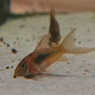 CORYDORA AENEUS VELO