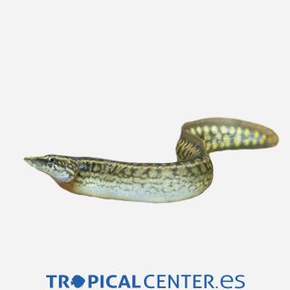 Anguila espinosa ocelada