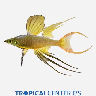 Pez arcoíris de aleta filamentosa