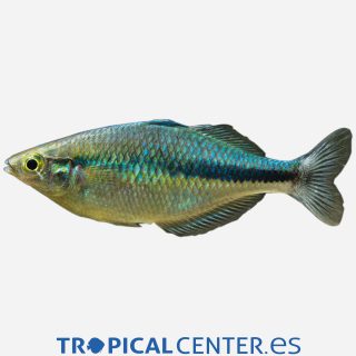 Pez arcoíris del lago Kutubu