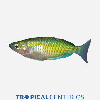 Pez arcoíris de Parkinson