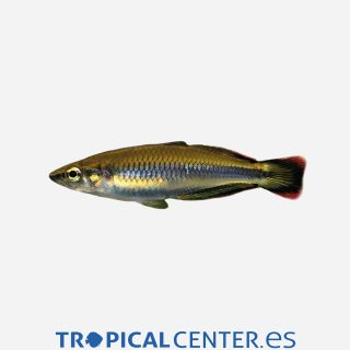 Pez espiga de Madagascar