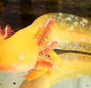 AMBYSTOMA MEXICANUM DORADO