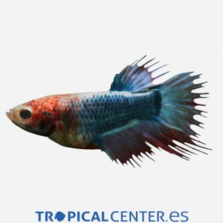 Betta Corona Surtida (hembra)