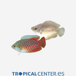 Colisa lalia  Parejas