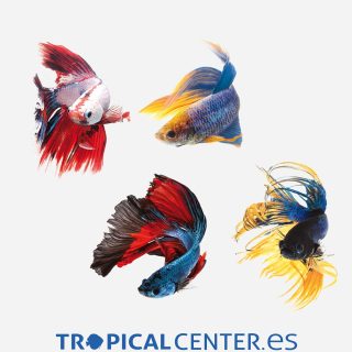 Betta Surtido 💎HQF💎 (macho)