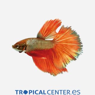 Betta Superdelta Surtido (macho)