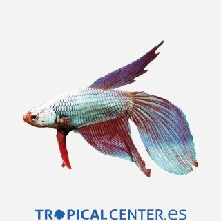 Betta Dragón  (macho)
