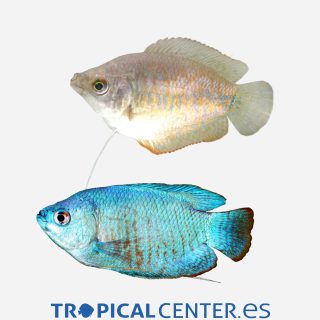 Colisa lalia  Pareja Neón azul