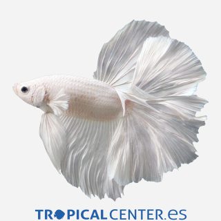 Betta Halfmoon Blanco 💎HQF💎 (macho)