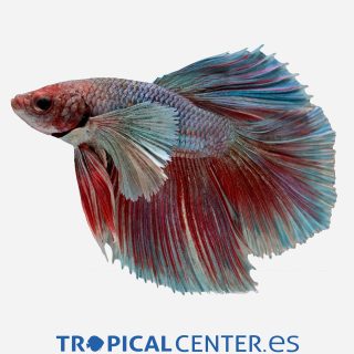 Betta Halfmoon Dumbo (macho)