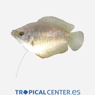 Colisa lalia (hembra)