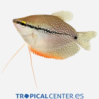 Gurami Perla 💎HQF💎