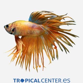 Betta Corona Amarillo (macho)
