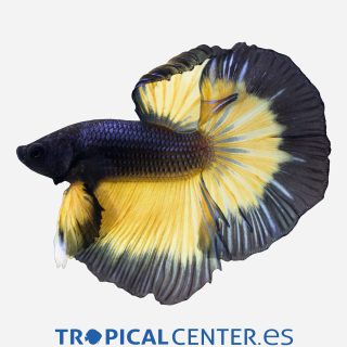 Betta Halfmoon Mustard (macho)