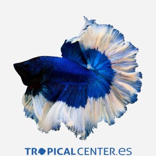 Betta Halfmoon Mariposa Azul (macho)