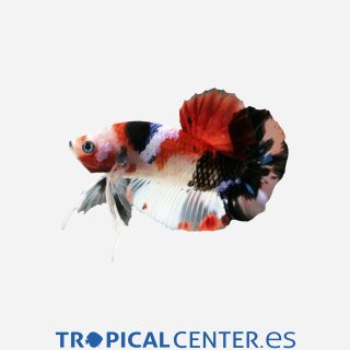 Betta Plakat halfmoon  Koi (macho)