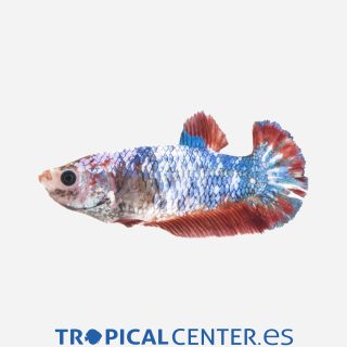 Betta Plakat Surtida (hembra)