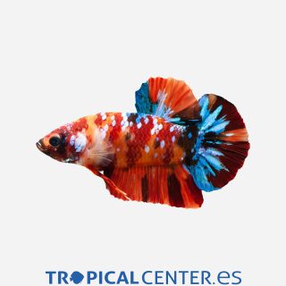Betta Plakat Halfmoon  Koi galaxy  (macho)