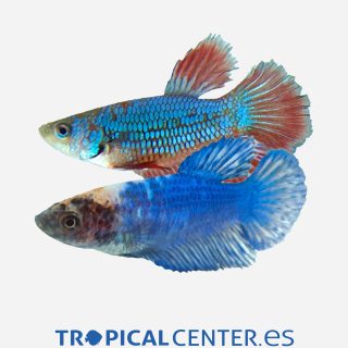 Betta Superdelta Surtido (hembra)