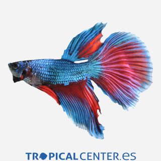 Betta Surtido (macho)