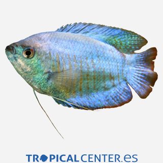 Colisa Cobalto (macho)