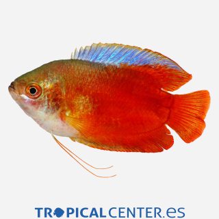 Colisa lalia Neón rojo (macho)