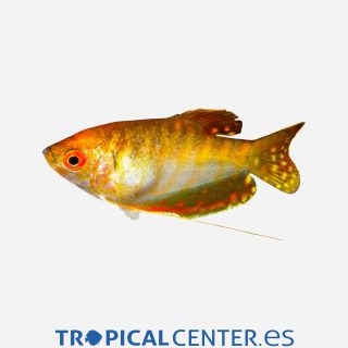 Gurami Oro 💎HQF💎