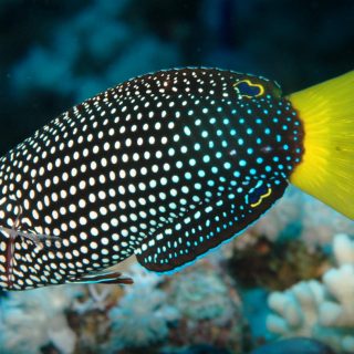 ANAMPSES MELEAGRIDES