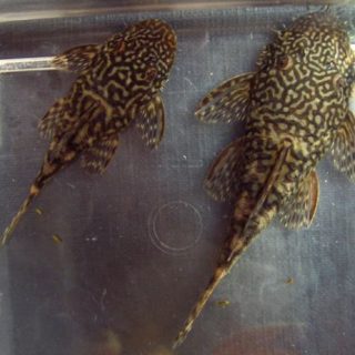 ANCISTRUS SP. 6 – 7 CM. PAREJAS