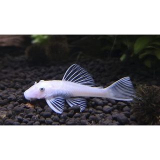 ANCISTRUS SNOW WHITE L 144