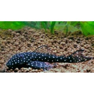 PSEUDOLITHOXUS ANTHRAX L – 235