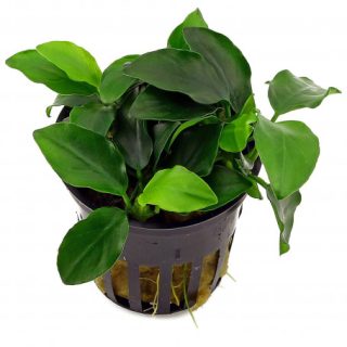 ANUBIAS PETIT POT