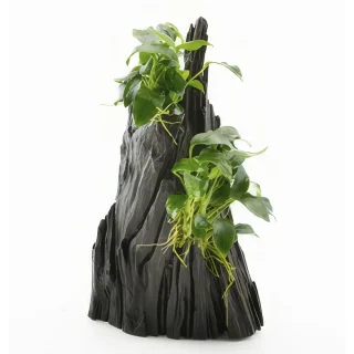 Anubias SPP Hills en tronco